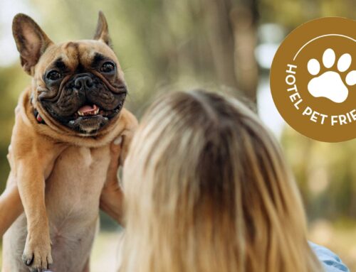 Hotéis pet friendly no Rio de Janeiro: guia completo para viajar com seu cão ou gato